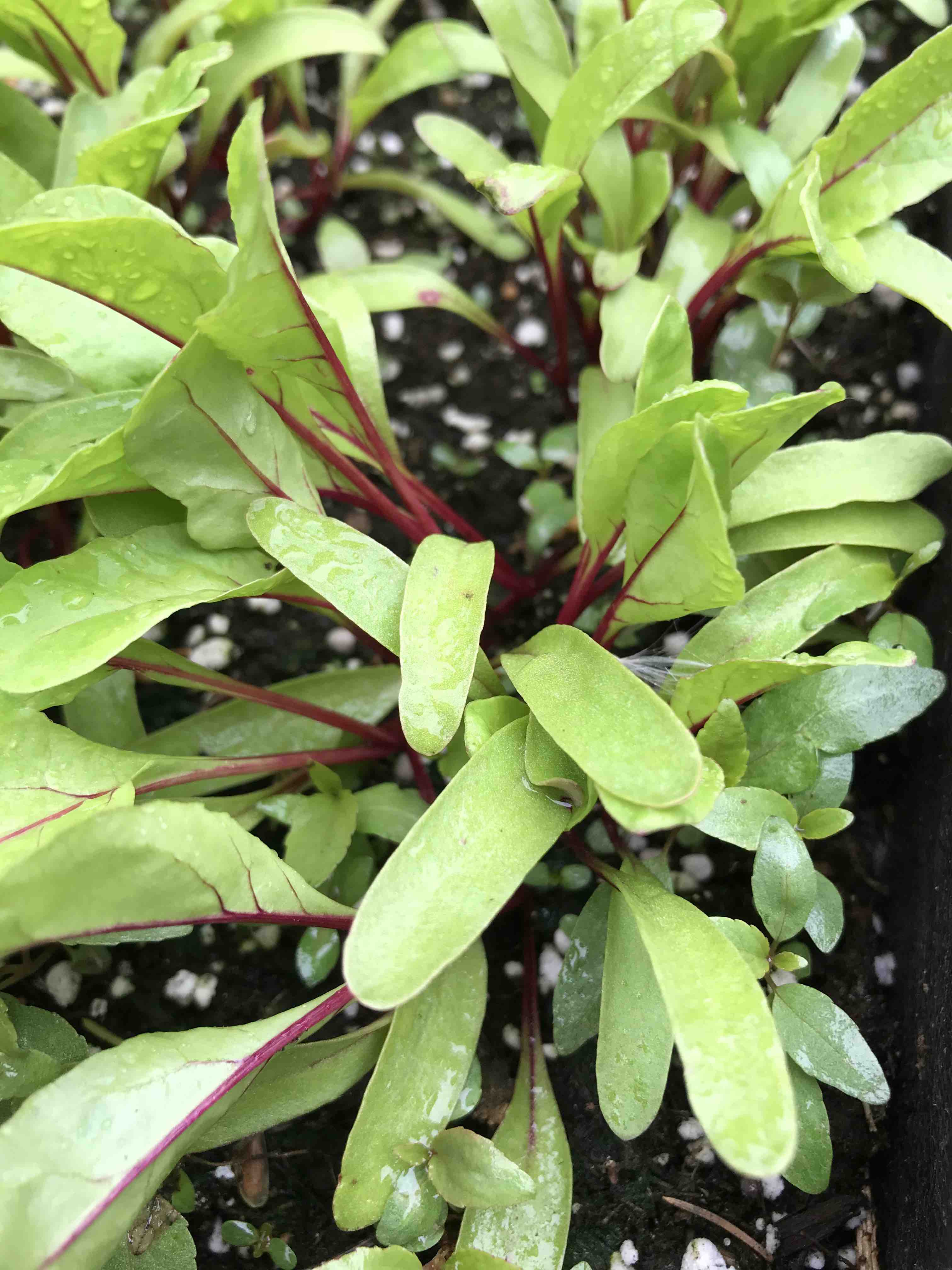 Vegetable container gardening - Gardening at USask - College of Agriculture  and Bioresources