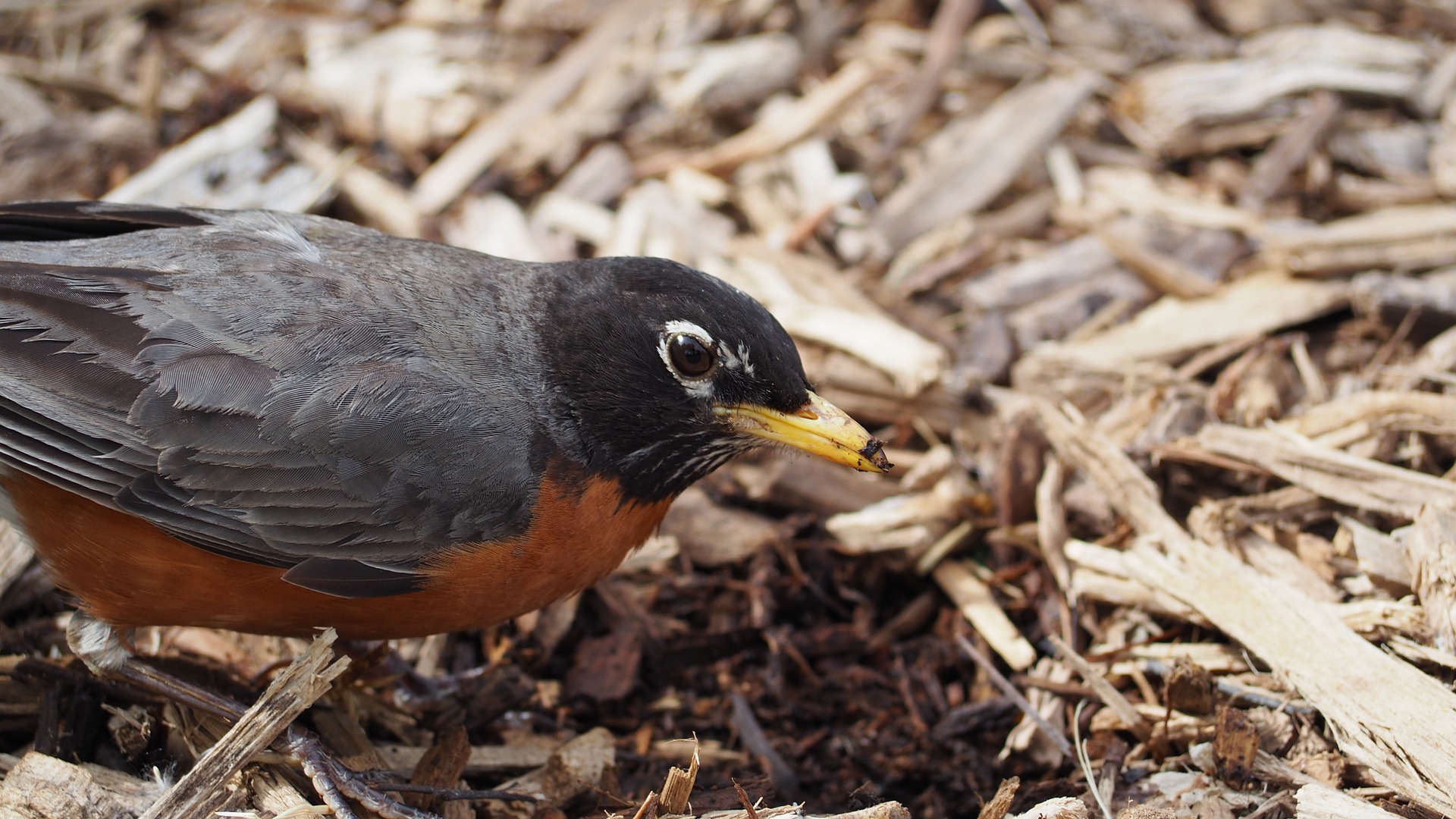 robin feeding