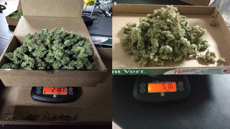 Left: Cannabis on a scale before drying, Right: Cannabis after drying (approximately 75% less weight)