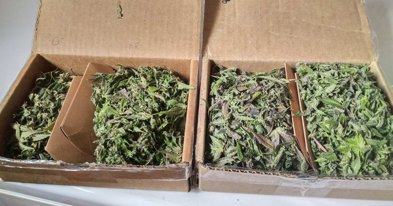 Boxes full of trimmed cannabis leaves