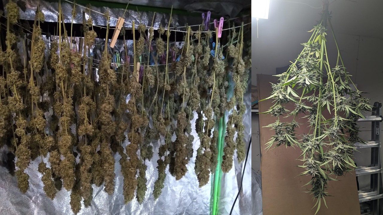 Cannabis plants hanging to dry.