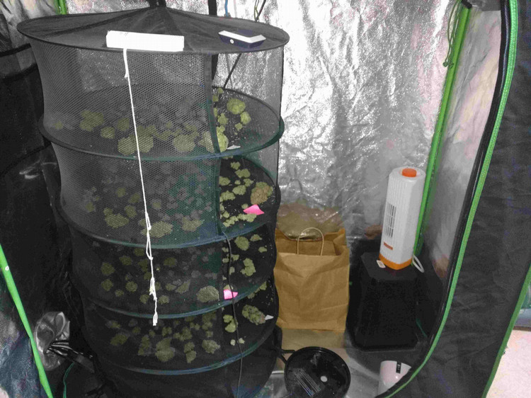 A multi-shelf mesh drying rack hung inside of a tent. (Photo by C. Boucher)