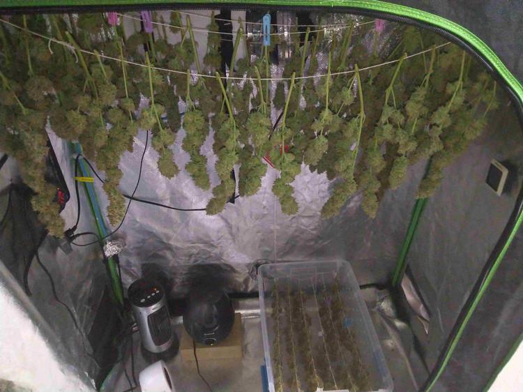 Cannabis hanging in a tent to dry.