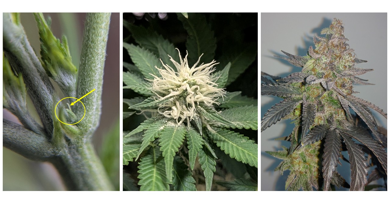 Female cannabis