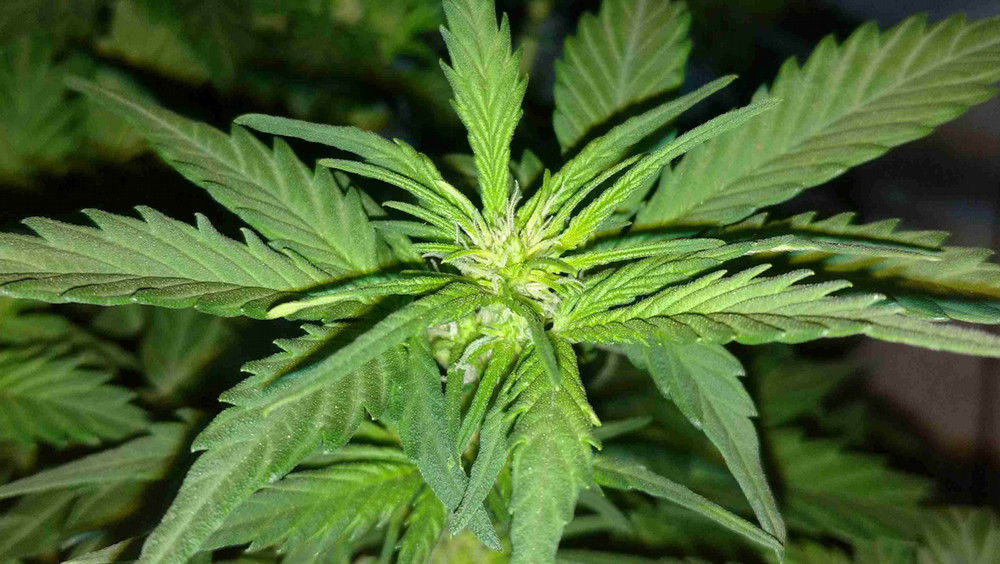 A close up of a flowering cannabis plant.