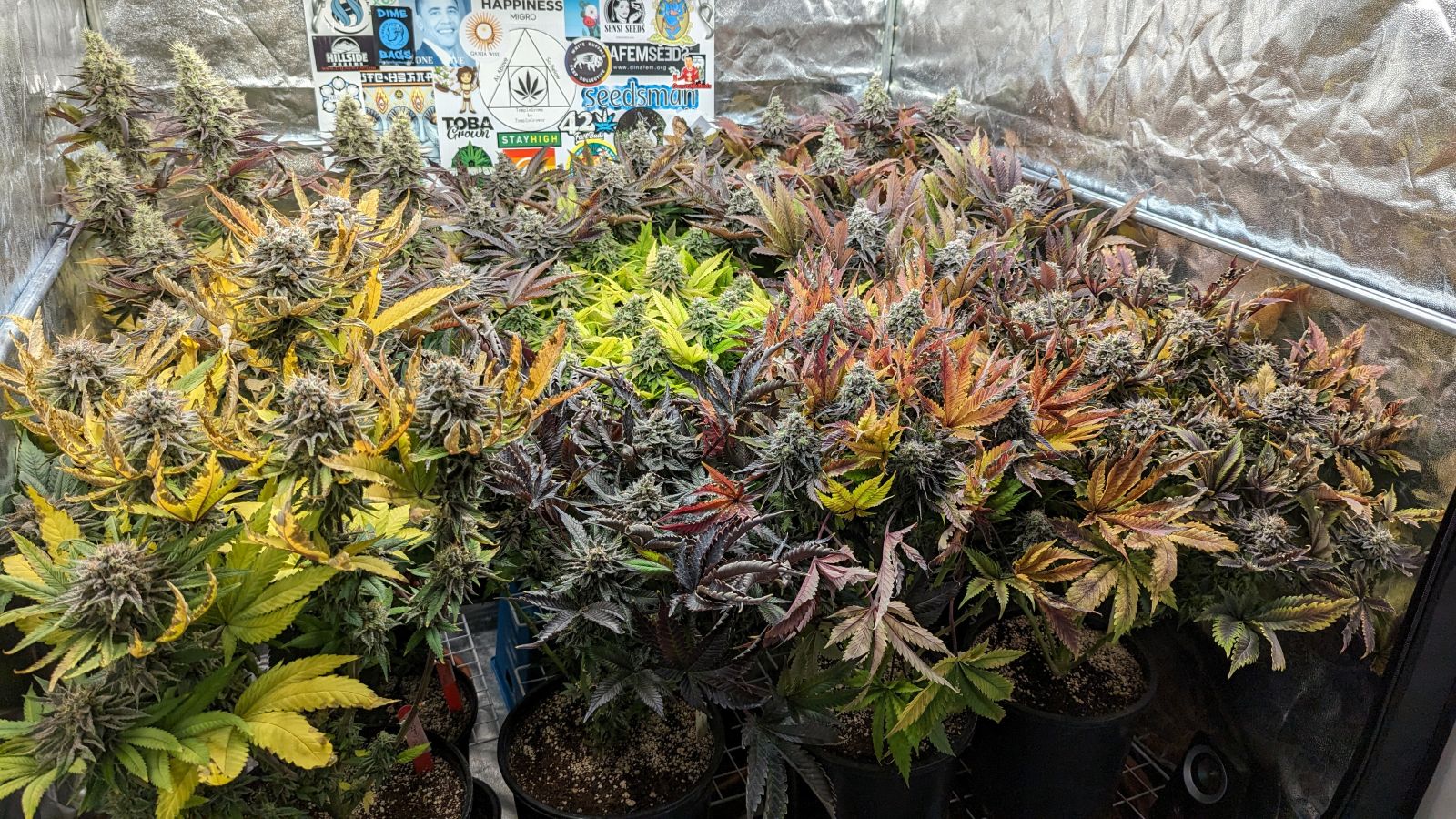 A tent full of colourful cannabis late in flower. Shades of yellow, green, purple, and red.