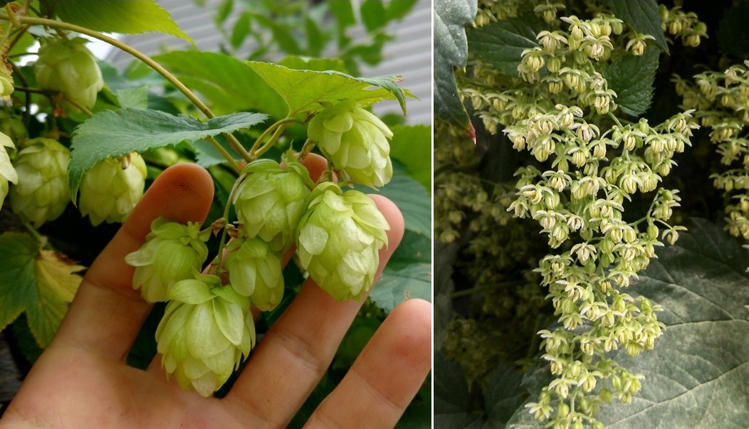 Male and female hops plants and flowers.