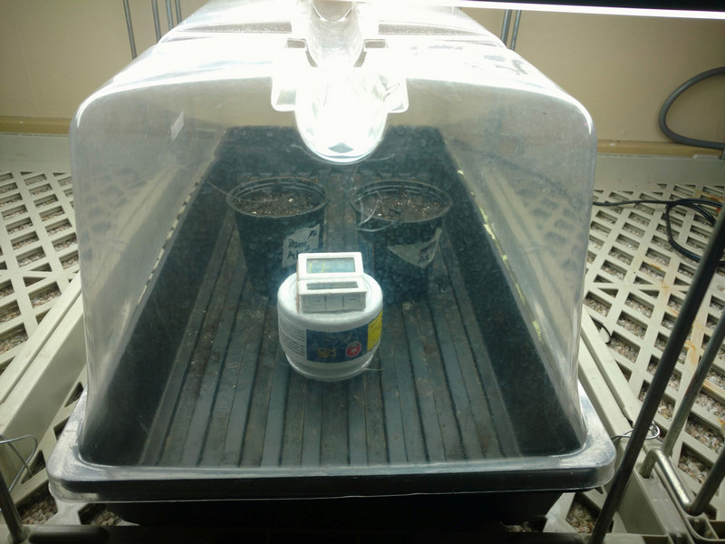 Pots and hygrometer on a plastic tray with humidty dome. 