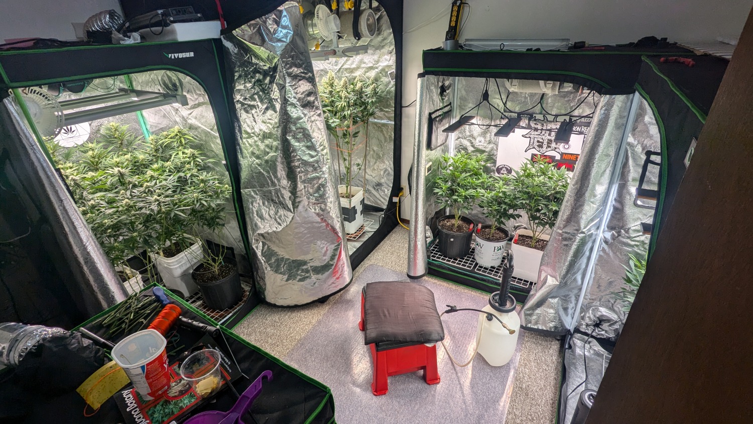 A room with tents with cannabis growing in them.