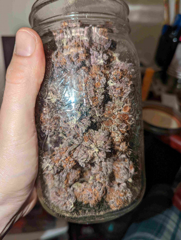 A jar of purple coloured, cured cannabis. 