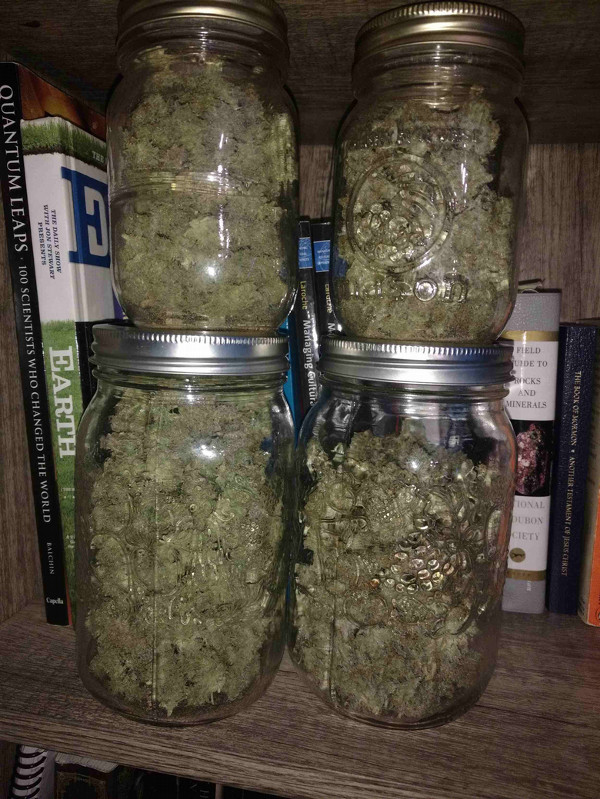 Glass mason jars full of cannabis on a bookshelf.