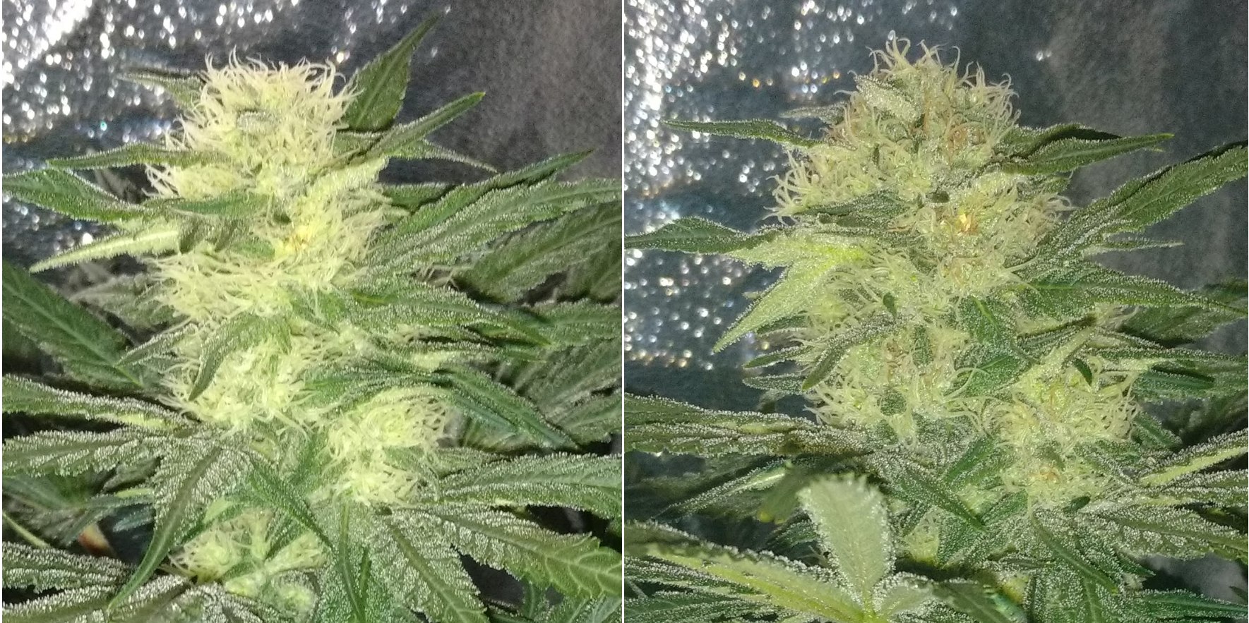Two cannabis colas.