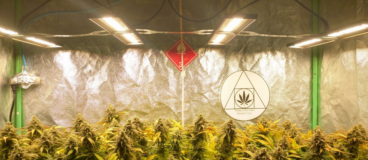 Cannabis plants growing under bar-style LED lights.