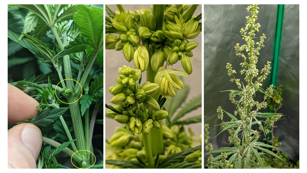 Male cannabis flowers