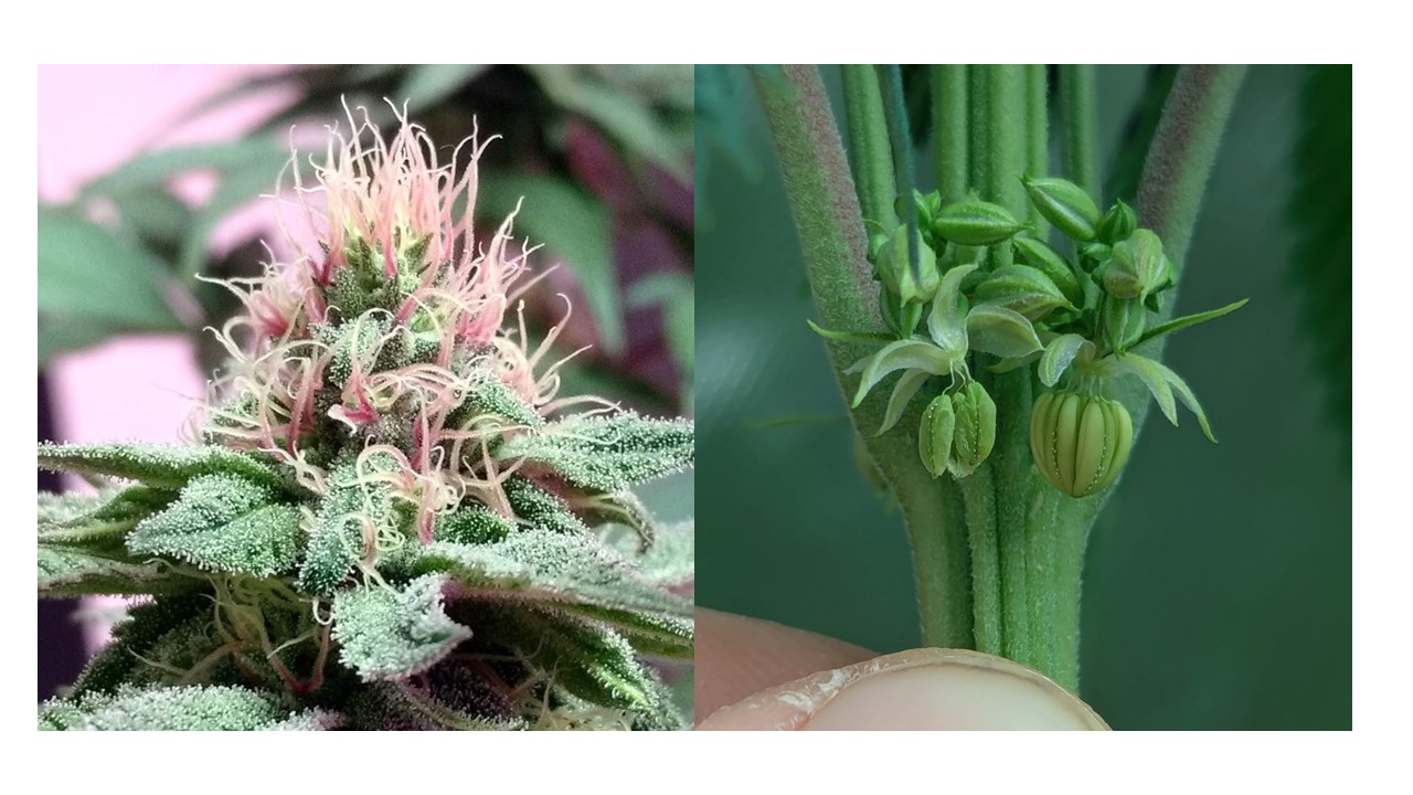 A female cannabis inflorescence (left), a male cannabis inflorescence (right)