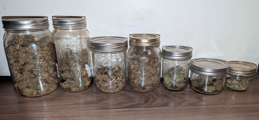 Variouis sizes of glass mason jars filled with cannabis.