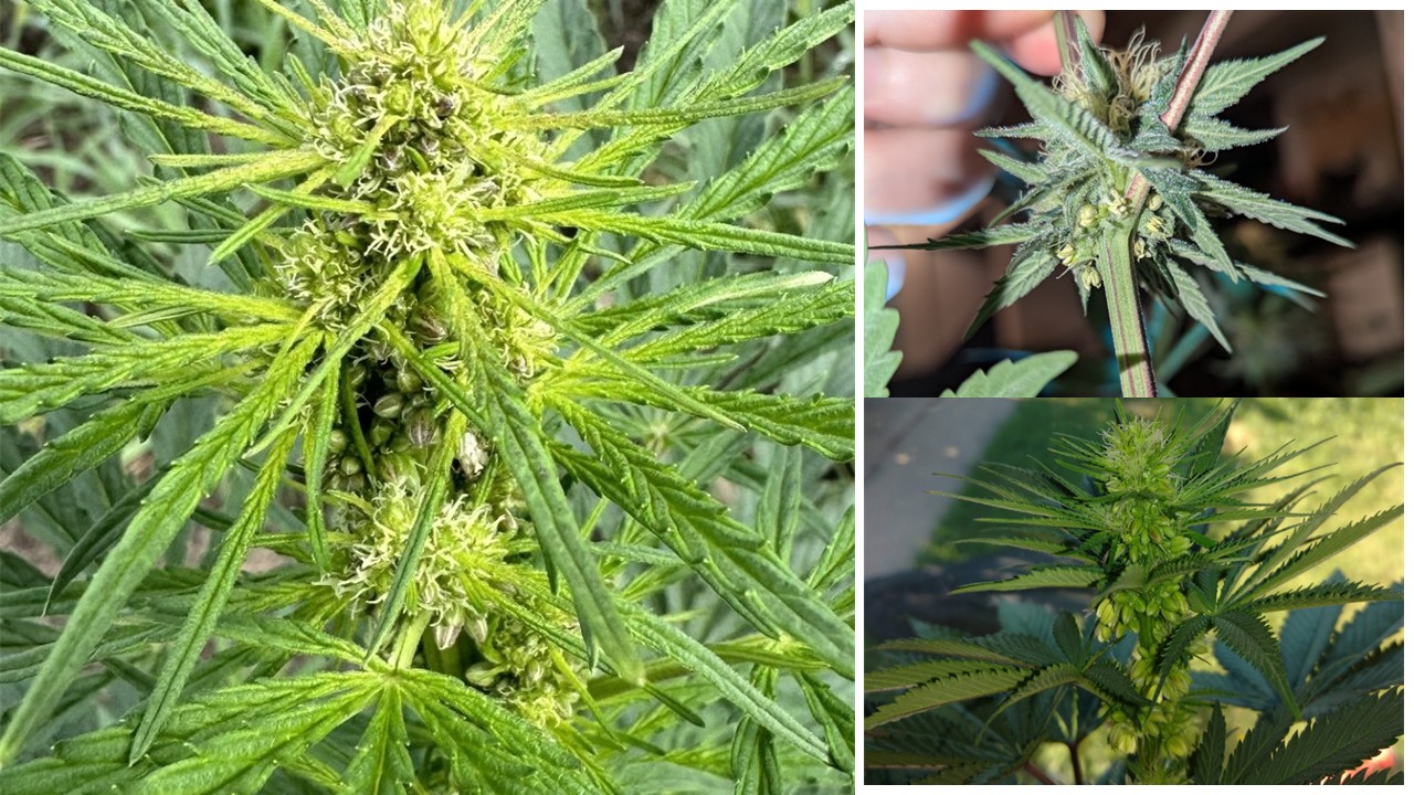 Monoecious cannabis plants
