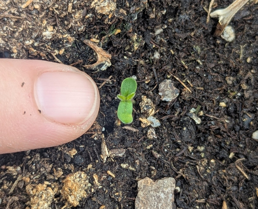 A newly emerged cannabis seedling. A finger next to it for scale.