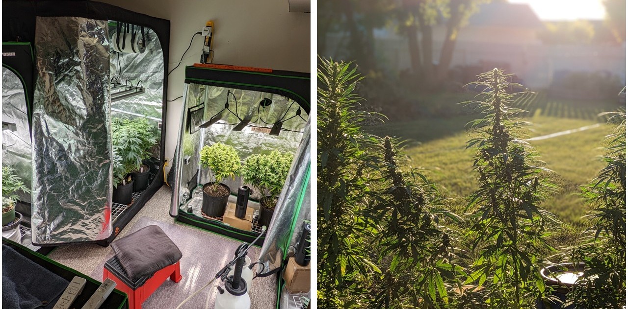 Two photos showing cannabis plants being grown indoors and outdoors.