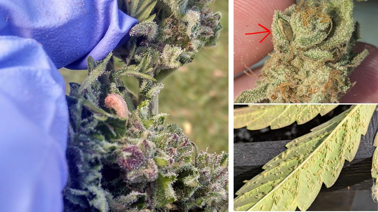 Photos showing aphids and a caterpillar on cannabis plants, as well as a seed in a bract.