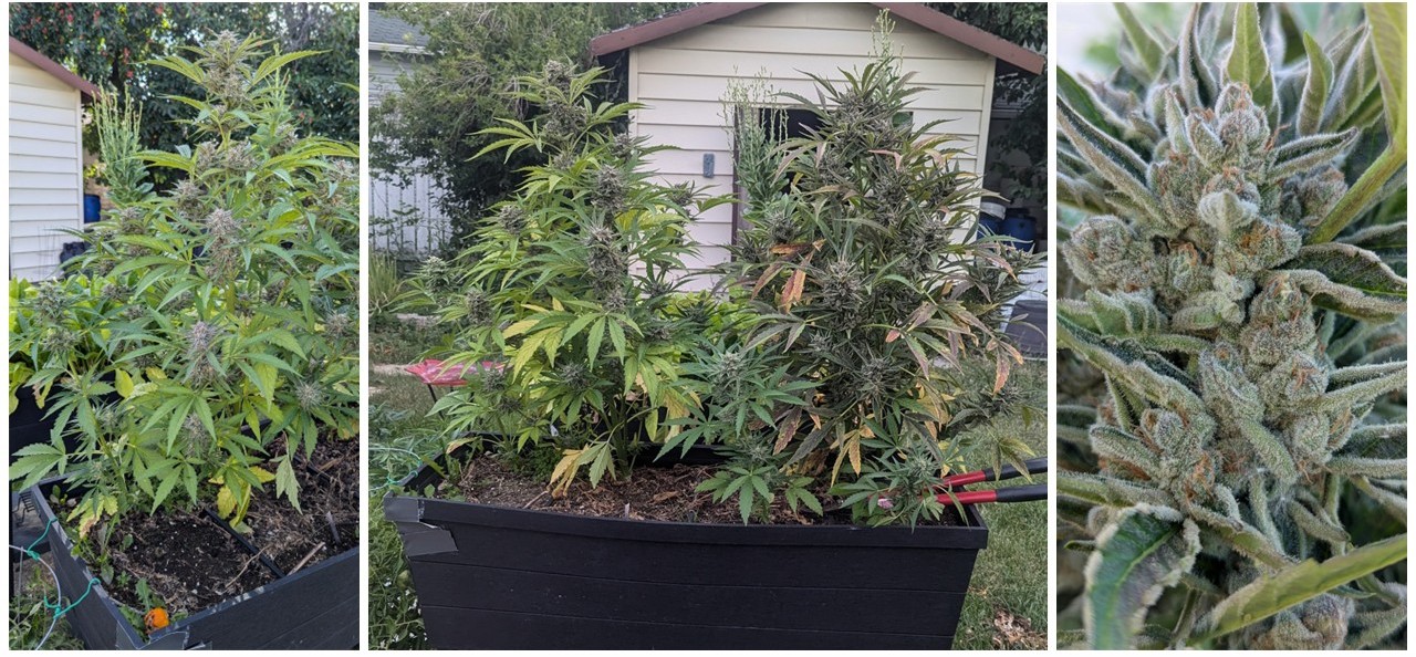 three photos showing cannabis plants being grown outdoors. 