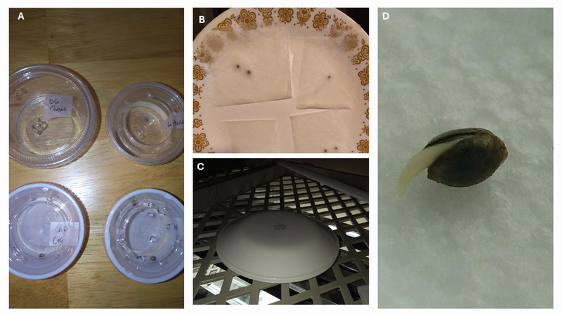 Four images demonstrating the paper towel method for germinating cannabis seeds. Seeds are soaking, in moist paper towel, in between two plates, and finally germinate showing a taproot.