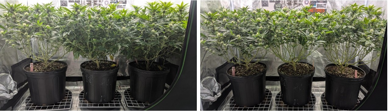 Before and after pruning