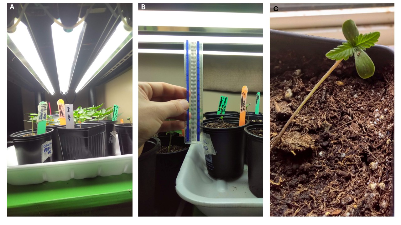 Three photos, left showing cannabis seedlings under fluorescent lights, middle showing distance between the plants and the lights measured using a ruler, and right showing a seedling with an elongated leggy stem due to lack of light