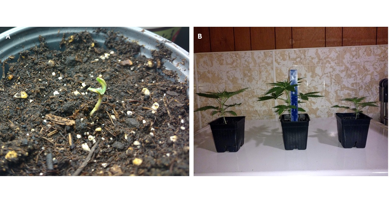 Two photos, left showing a newly emerged cannabis seedling, right showing 3 mature cannabis seedlings that will enter vegetative growth and should be transplanted.