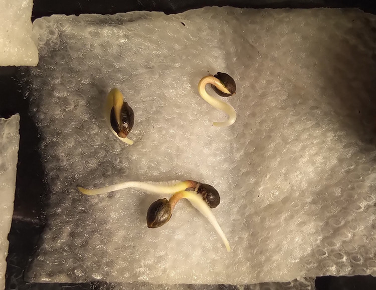 Four cannabis seeds that have germinated. Their taproots are protruding from the shell and are longe and white.