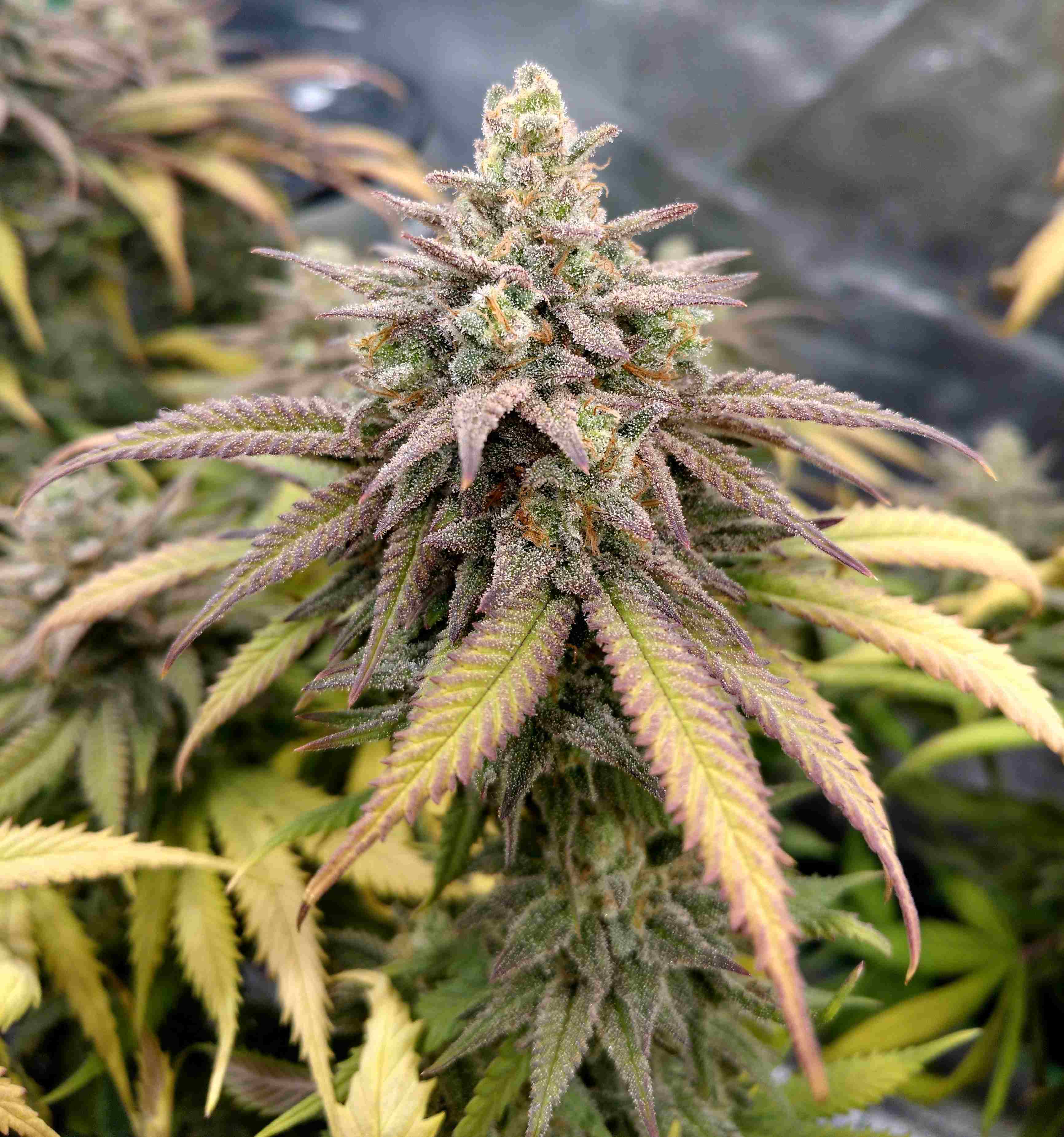 Close up of senescing cannabis flower