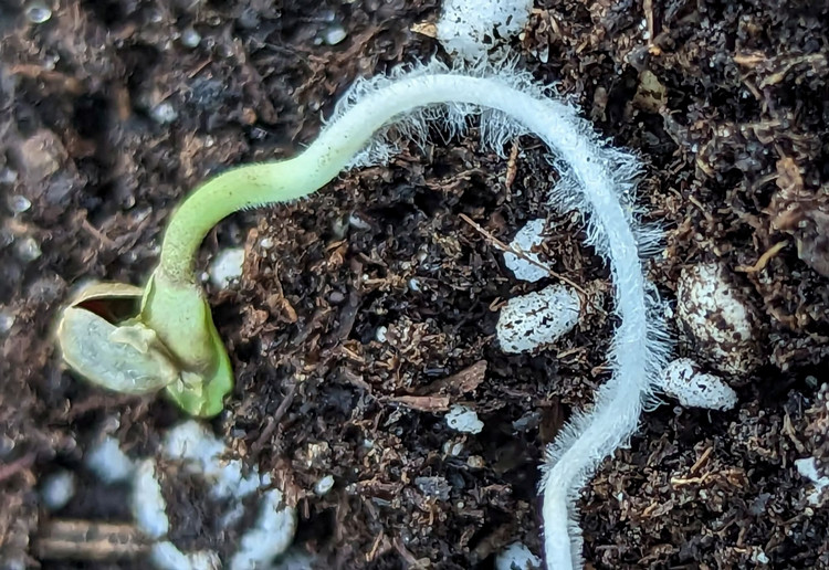 A newly germinated cannabis seedling with long white taproot laying on the soil surfave with many roothairs