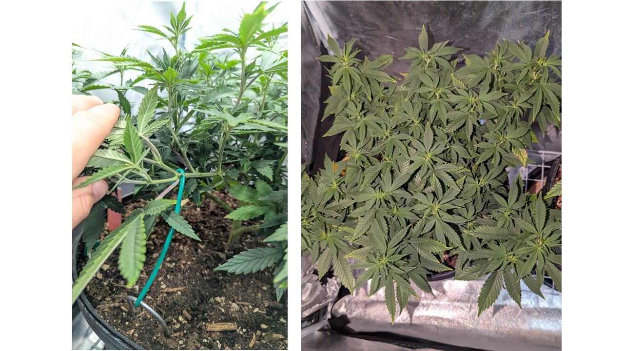Two photos, left showing a branch being bent down and help with a green wire tied to an anchor. Right is the top view of the plant showing a wide canopy with many bud sites.