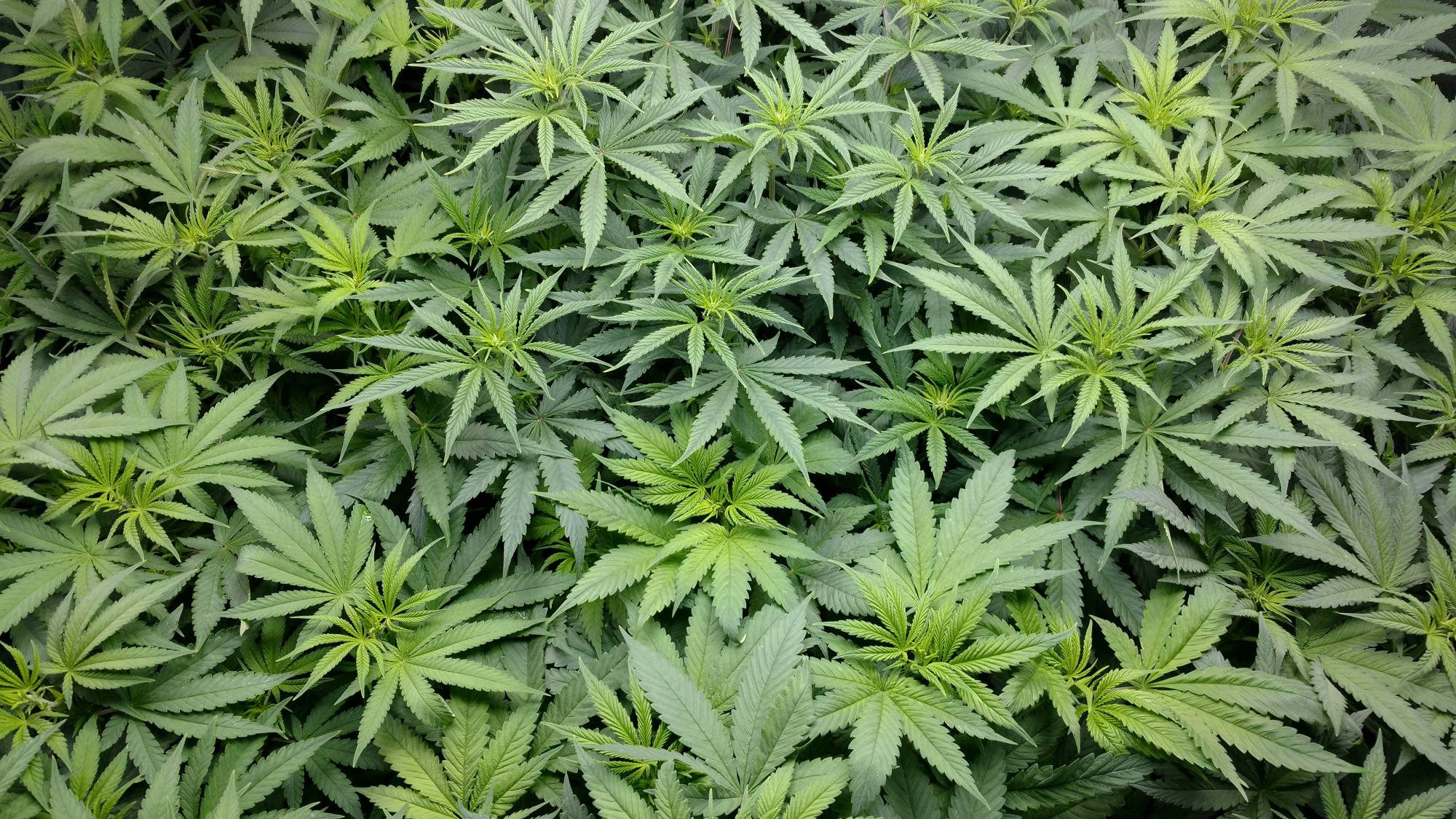 A photo of the canopy of many green cannabis plants.