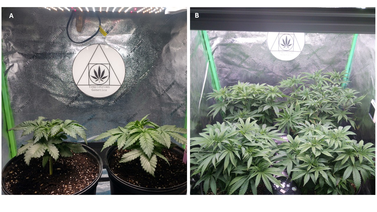 Two photos, left is two small cannabis plants under an LED light, right is 4 large cannabis plants under an LED light. They are in vegetative growth.