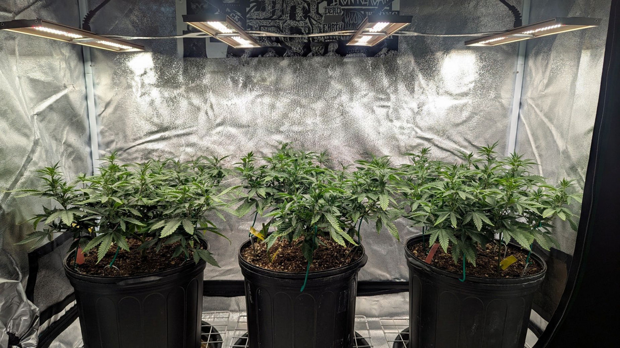 Three cannabis plants vegetstively growing under an LED light. The light is approximately 30cm above the plants. 