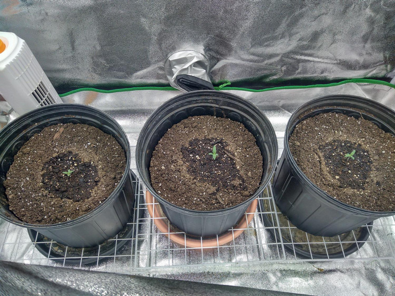 Small cannabis plants in pots in moist soil. Soil is not fully moist; only within a 10cm radius surrounding plant. 