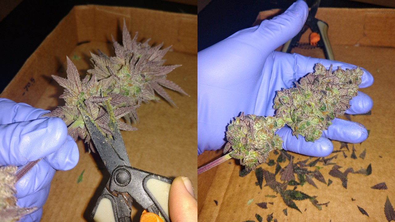 Cannabis flower before and after trimming.