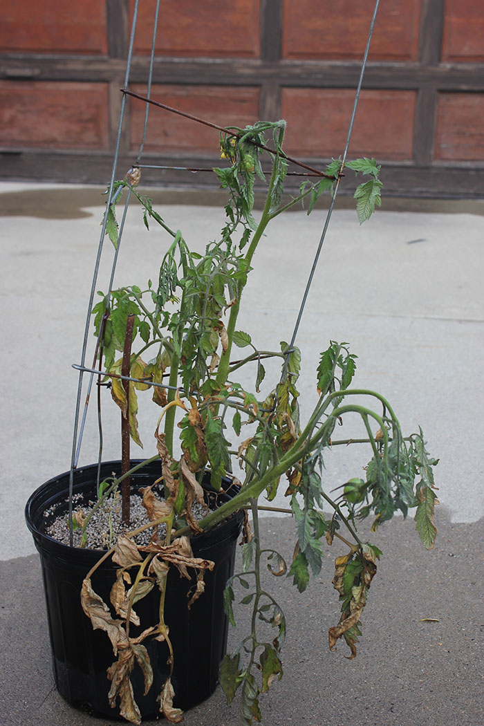 June beetle grubs - Gardening at USask - College of Agriculture and  Bioresources