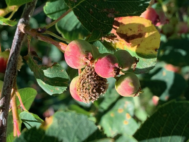 Spiky rust on saskatoon berries. Photo: Susan Gering