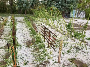 Hail damaged vegetable garden. Image courtesy of Stephanie Weiss