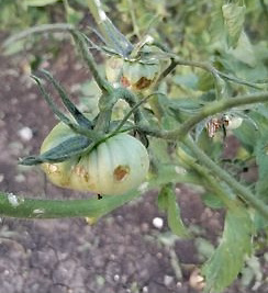 Hail damaged tomatoes. Image courtesy of Stephanie Weiss
