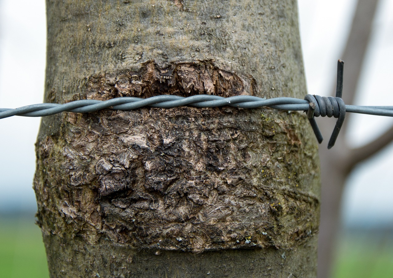 Barbed Wire embedded in Tree Bark. The bark has grown over the