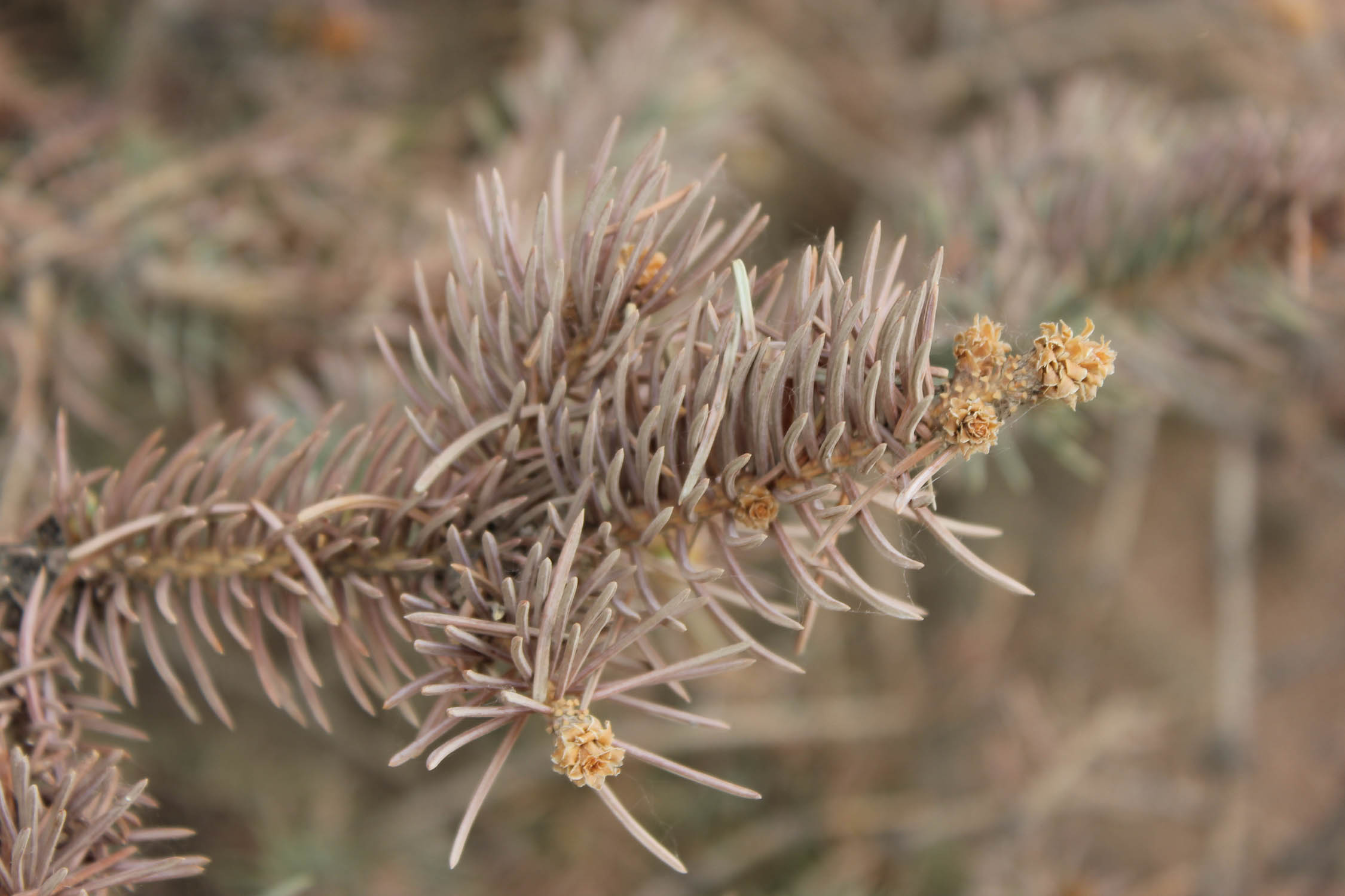 My Pine Tree is Losing its Needles, Forestry, Extension