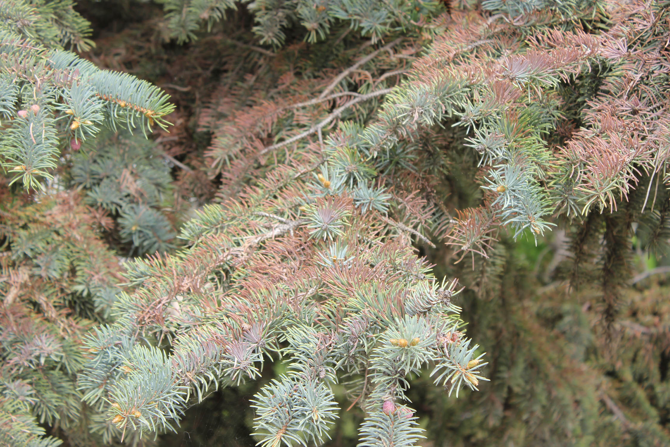 Why is my evergreen turning brown and losing needles? - Gardening at USask  - College of Agriculture and Bioresources