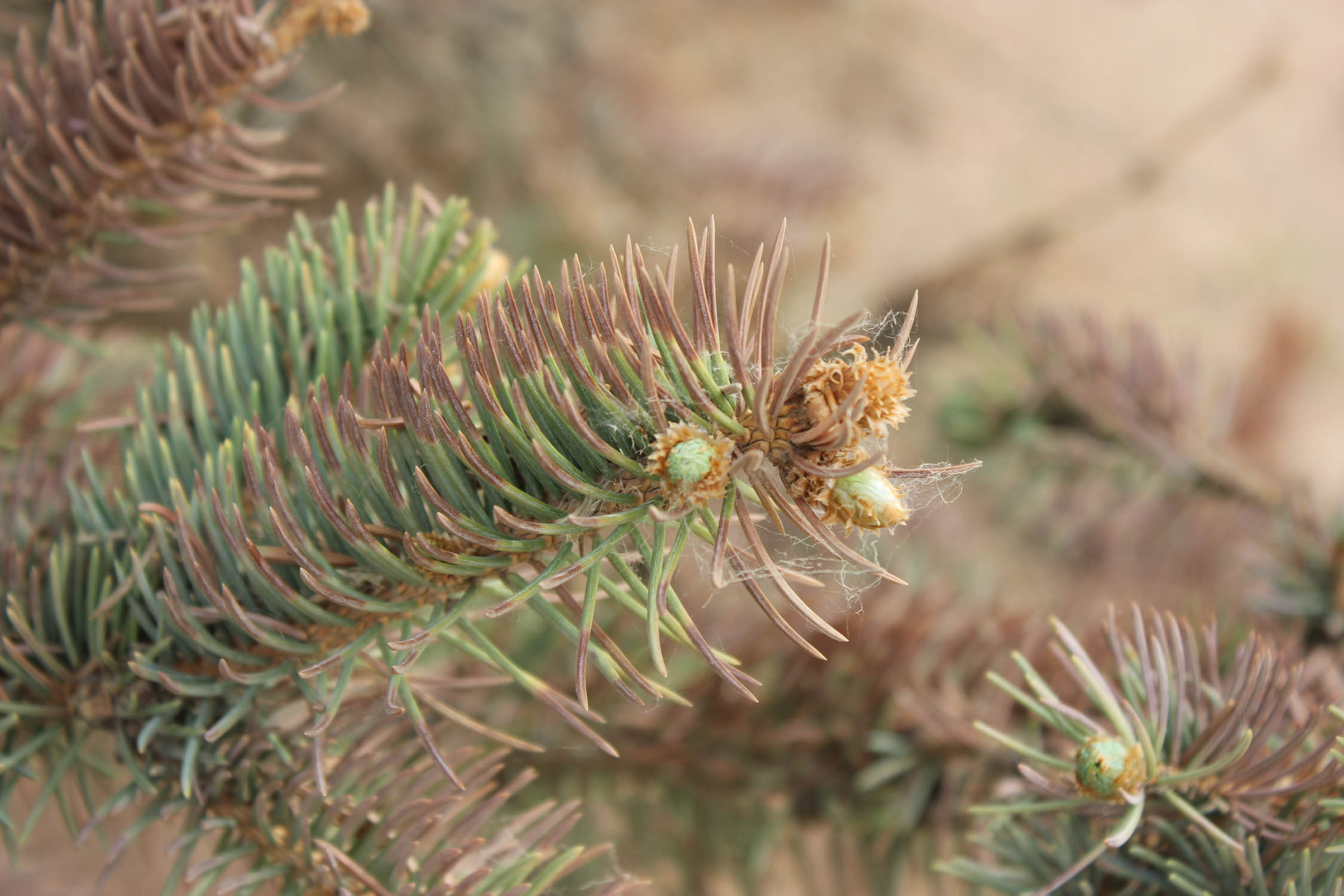 Ask Mr Burger – My Colorado Blue Spruce tree is all brown in the middleand  losing its needles; what is the problem?