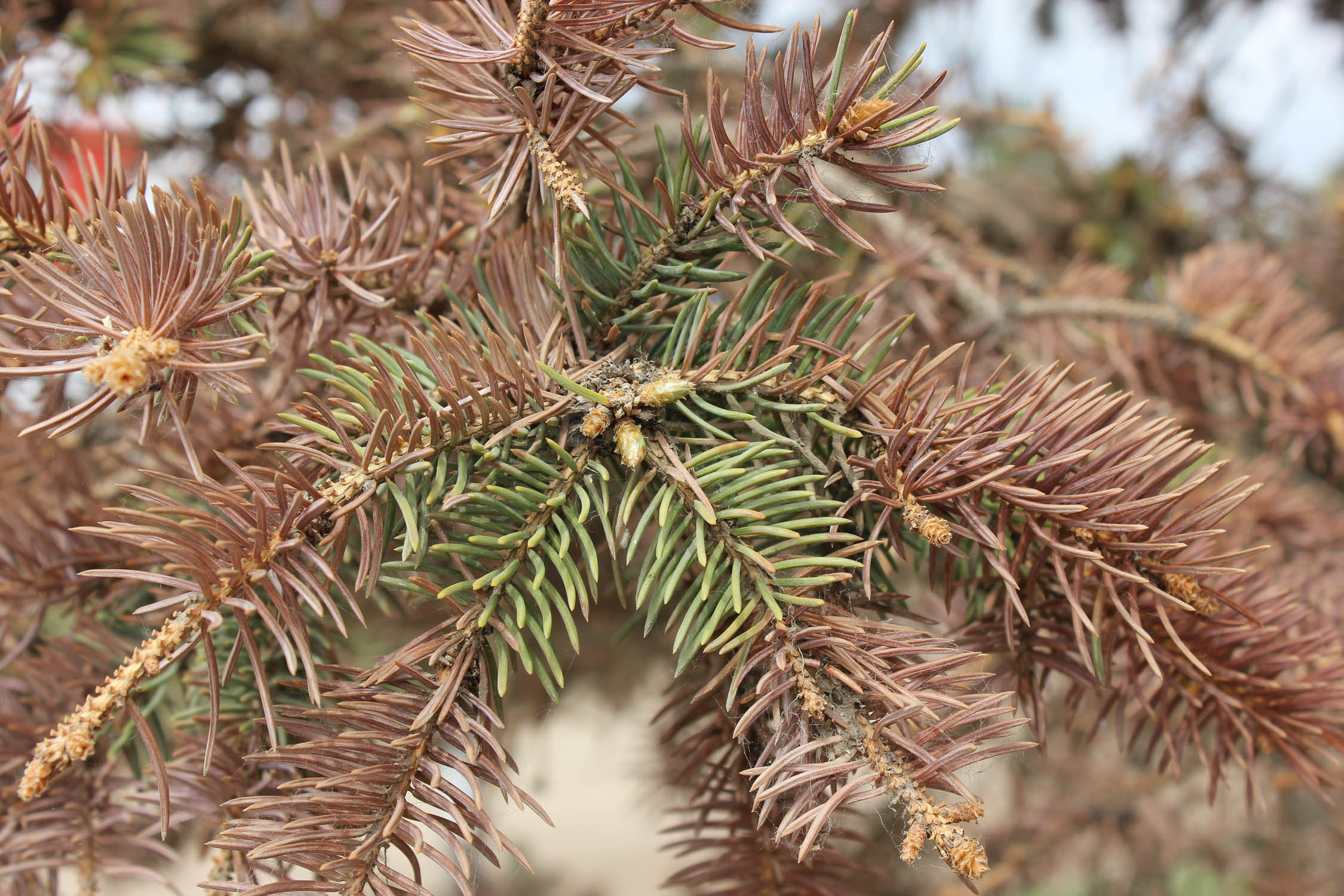 Why Is My Evergreen Turning Brown And Losing Needles Gardening College Of Agriculture And Bioresources University Of Saskatchewan