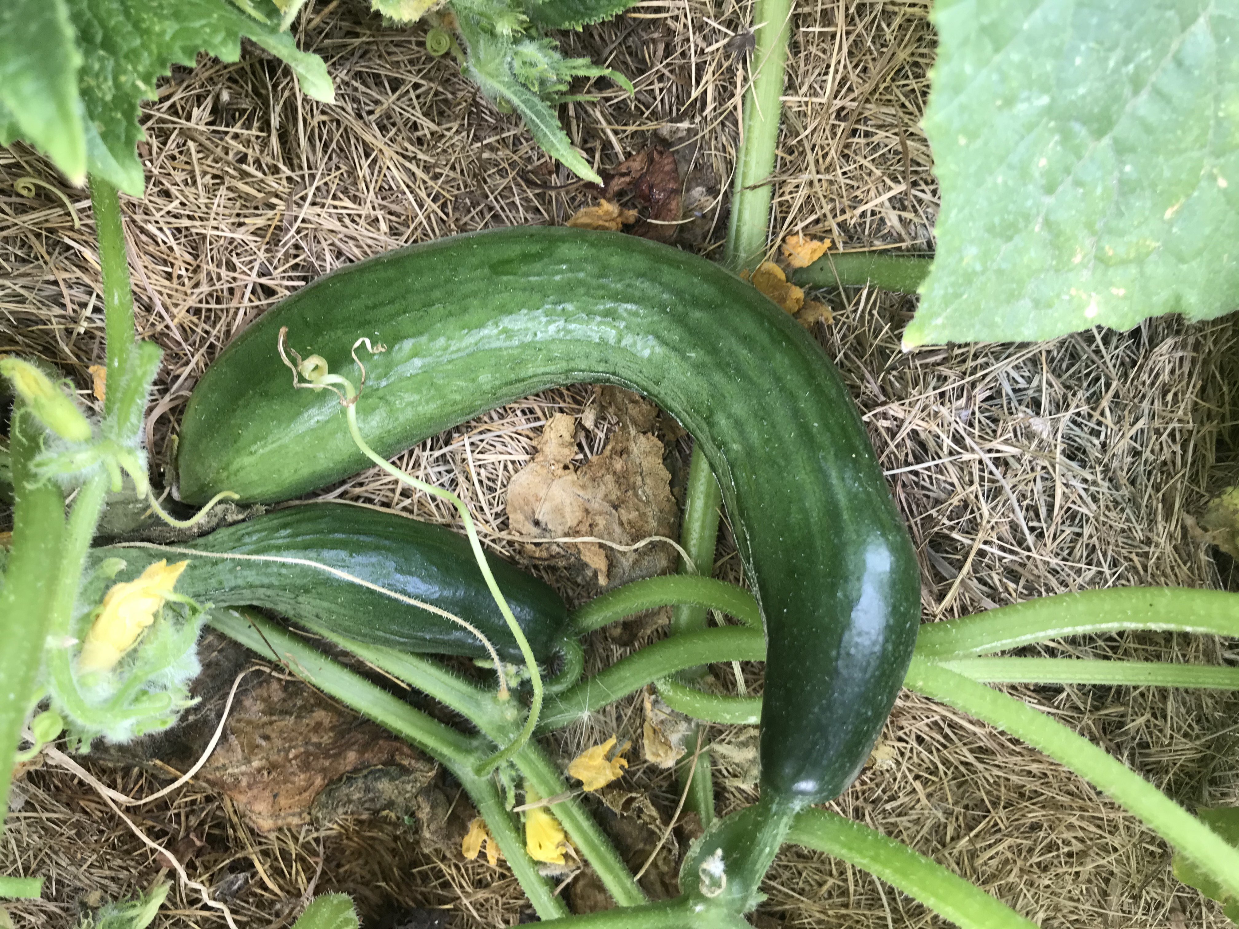 Bulbous cucumber. Image courtesy of Daryl Kratchmer.