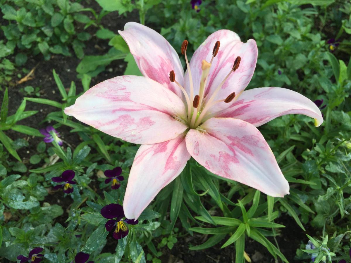 Spider plant - Gardening at USask - College of Agriculture and Bioresources