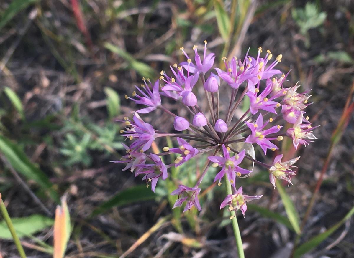 Small purple flowers attach to the same spot on top of a stem creating a purple sphere.